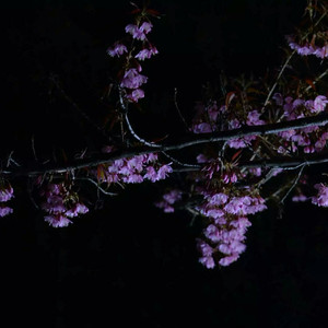 小箩莉XXX在线观看
